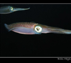 Caribbean Reef Squid  by Brian Mayes 